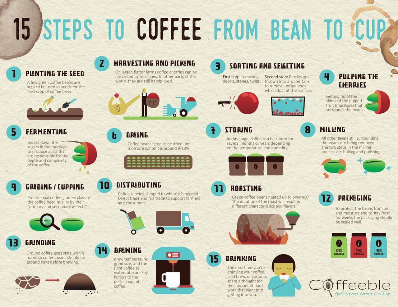 how is coffee made infographic