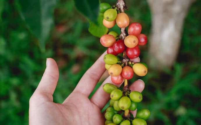 arabica coffee cherry on a tree