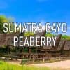 Sumatra_Gayo_Peaberry_Coffee__82737.1510792976