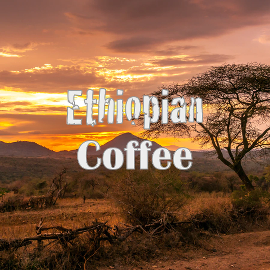 Volcanica Coffee Ethiopian Yirgacheffe